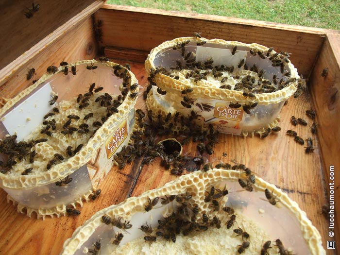 Les abeilles construisent des alvéoles dans le nourrisseur