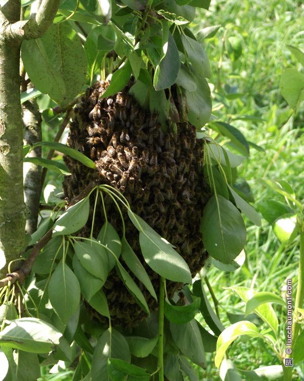 essaim d'abeilles sur branche