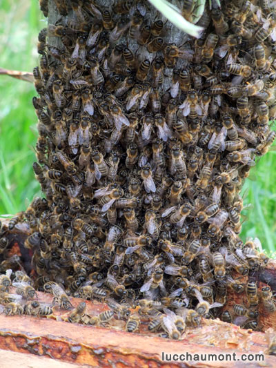 descente des abeilles dans la ruchette